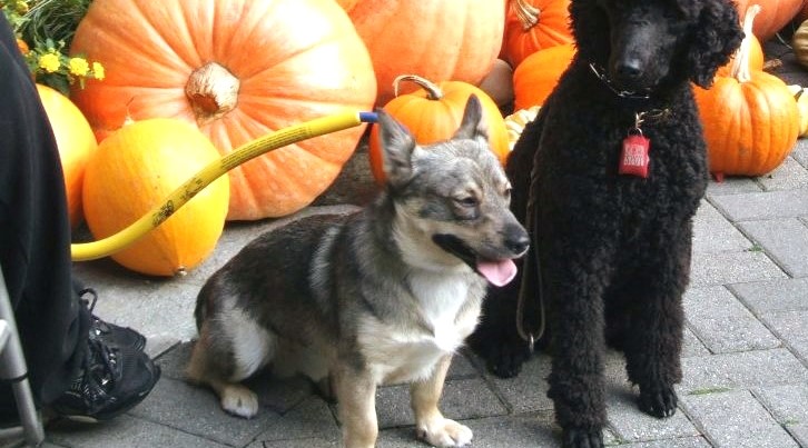 A manual Chair user is hidden mostly from view only their feet are visible. Two dogs a corgi and a medium-sized poodle sit at their feet. The corgi is attached to their chair with the Bike Tow Leash. In the background is an assortment of pumpkins.